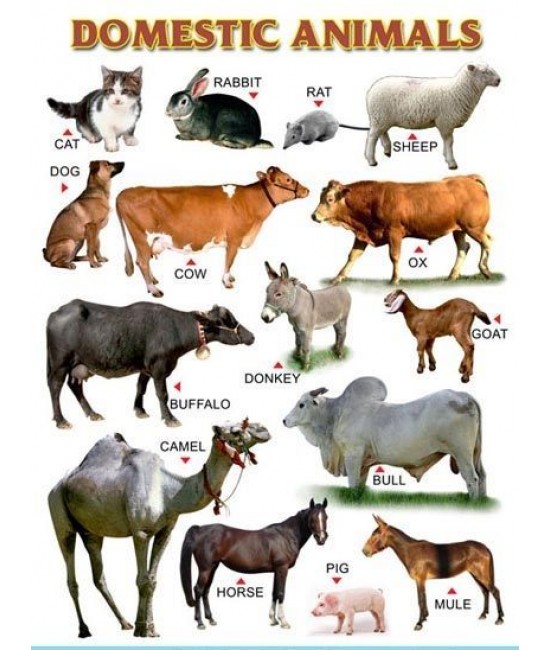 My Cute Charts DOMESTIC ANIMALS / WILD ANIMALS (Front and Banck)